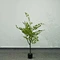 bonsai plastic tree